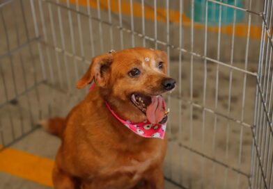 Feiras de adoção de pets terão início no feriado de Primeiro de Maio