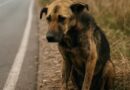 A cachorra sentada na beira da estrada