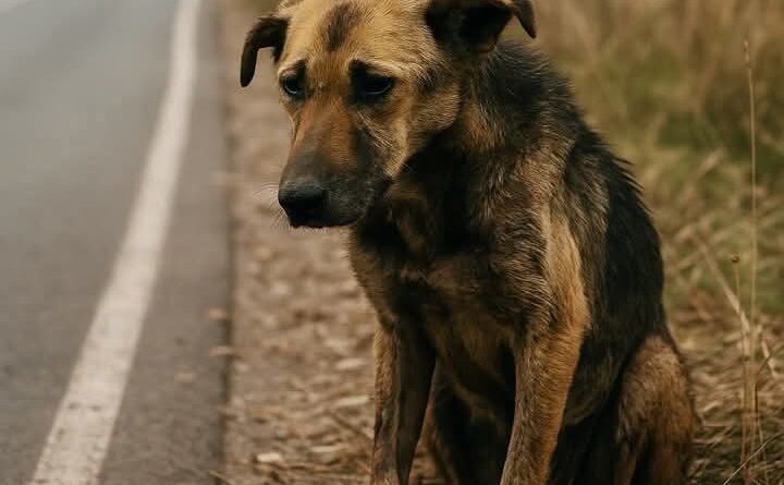 A cachorra sentada na beira da estrada