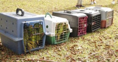 Barueri celebra o Dia Mundial do Meio Ambiente com soltura de aves e programação especial de educação ambiental 