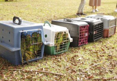 Barueri celebra o Dia Mundial do Meio Ambiente com soltura de aves e programação especial de educação ambiental 