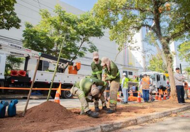 Barueri e Enel iniciam projeto para substituir árvores com risco de queda e reforçar segurança urbana