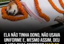 Cadela de rua defende criança de uma cobra naja