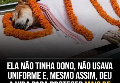 Cadela de rua defende criança de uma cobra naja