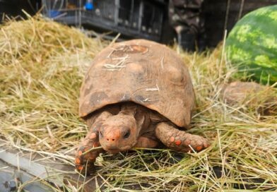 Barueri devolve 185 animais silvestres à região de origem e reforça combate ao tráfico de fauna