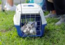 Prefeitura de Barueri abre agenda de castração gratuita para mais de 300 cães e gatos em julho