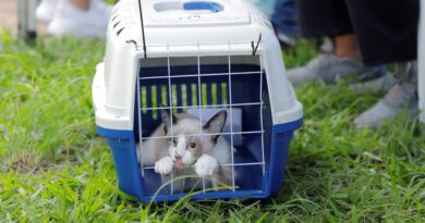 Prefeitura de Barueri abre agenda de castração gratuita para mais de 300 cães e gatos em julho