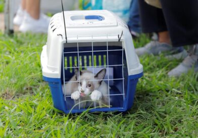 Prefeitura de Barueri abre agenda de castração gratuita para mais de 300 cães e gatos em julho