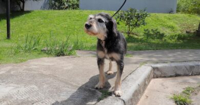 A partir de 1º de julho, Barueri promove 23 feiras para adoção de cães e gatos