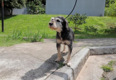 A partir de 1º de julho, Barueri promove 23 feiras para adoção de cães e gatos