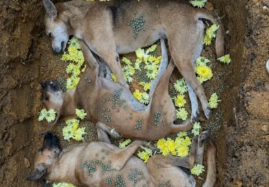 Crueldade humana Crueldade humana