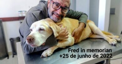 O cachorro é o melhor amigo do homem