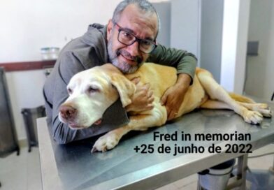 O cachorro é o melhor amigo do homem
