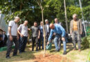 Osasco recebe espécies nativas com ‘PROJETO ÁRVORE MAIS SEGURA’ da ENEL