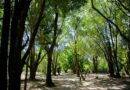 Barueri amplia a arborização urbana para reduzir impactos das mudanças climáticas