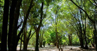 Barueri amplia a arborização urbana para reduzir impactos das mudanças climáticas
