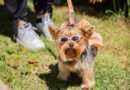 Cãominhada agita Barueri neste sábado (25) com passeio, concurso e feira de adoção