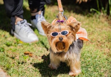 Cãominhada agita Barueri neste sábado (25) com passeio, concurso e feira de adoção