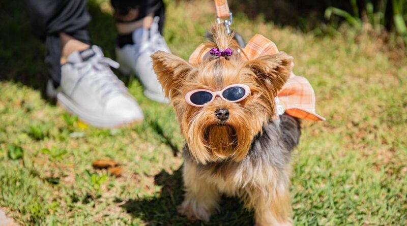 Cãominhada agita Barueri neste sábado (25) com passeio, concurso e feira de adoção