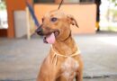 Agosto terá feiras de adoção de pets em diversos pontos de Barueri e região, com início no dia 1