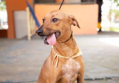 Agosto terá feiras de adoção de pets em diversos pontos de Barueri e região, com início no dia 1