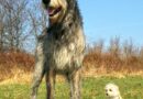 Por que os cães vivem menos que as pessoas?