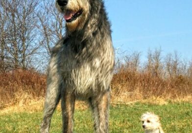 Por que os cães vivem menos que as pessoas?