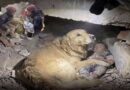 Golden Retriever, salvo criança nos escombros do terremoto