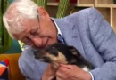 Doente, viúvo de 80 anos entrega cachorro para adoção, pede perdão ao pet e recebe surpresa que emocionou um país