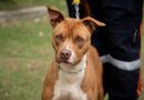 Adote um Guardião: à espera de uma família, cães do Cepad buscam uma nova chance