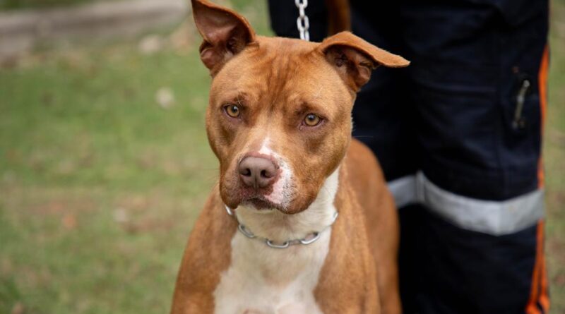 Adote um Guardião: à espera de uma família, cães do Cepad buscam uma nova chance