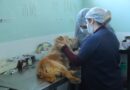 Barueri destaca prevenção e cuidados no Dia Nacional de Combate à Leishmaniose Barueri destaca prevenção e cuidados no Dia Nacional de Combate à Leishmaniose