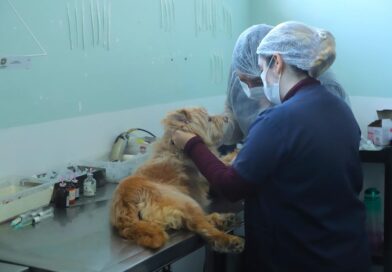 Barueri destaca prevenção e cuidados no Dia Nacional de Combate à Leishmaniose