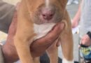 Programa Saúde Animal leva atendimento veterinário gratuito a 250 pets no Jardim Belval