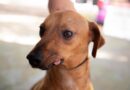 Atendimento veterinário continua no Parque dos Camargos no próximo sábado (12) Atendimento veterinário continua no Parque dos Camargos no próximo sábado (12)