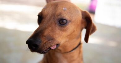 Atendimento veterinário continua no Parque dos Camargos no próximo sábado (12)