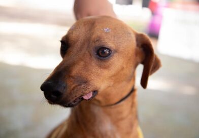 Atendimento veterinário continua no Parque dos Camargos no próximo sábado (12)