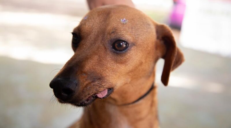 Atendimento veterinário continua no Parque dos Camargos no próximo sábado (12)