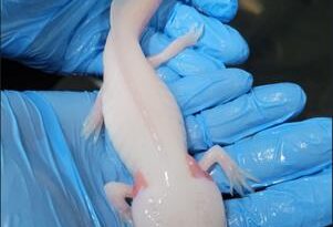 Cetas de Barueri recebe pela primeira vez salamandras da espécie Axolote