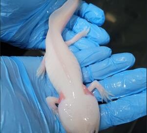 Cetas de Barueri recebe pela primeira vez salamandras da espécie Axolote