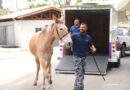 Animais em risco ganham atendimento e proteção em Barueri