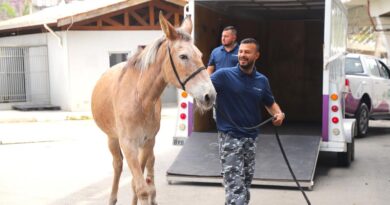 Animais em risco ganham atendimento e proteção em Barueri