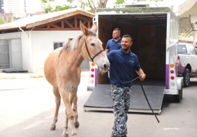 Animais em risco ganham atendimento e proteção em Barueri