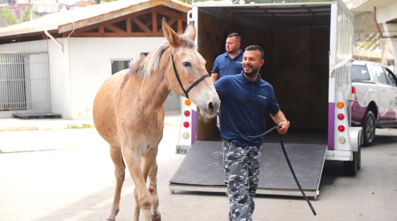 Animais em risco ganham atendimento e proteção em Barueri
