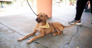 Feiras de adoção de pets começam nesta quinta-feira, dia 1º
