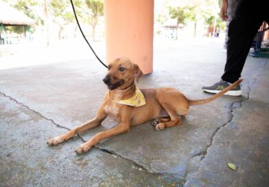 Feiras de adoção de pets começam nesta quinta-feira, dia 1º