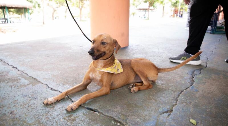 Feiras de adoção de pets começam nesta quinta-feira, dia 1º