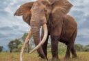 O Elefante