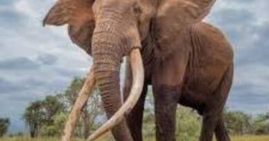O Elefante