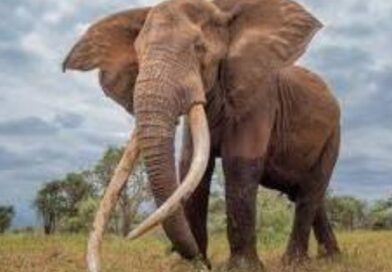 O Elefante